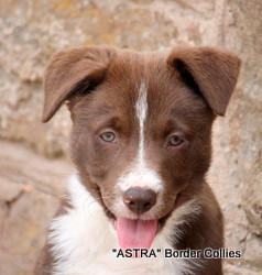Red and white, female, medium coated, border collie puppy